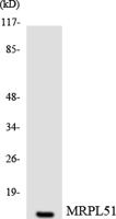 MRP-L51 Polyclonal Antibody