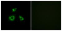 MRP-L52 Polyclonal Antibody