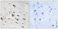 MRP-L52 Polyclonal Antibody