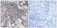 MRP-L54 Polyclonal Antibody