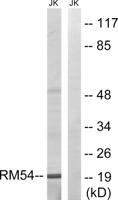 MRP-L54 Polyclonal Antibody