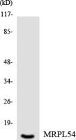 MRP-L54 Polyclonal Antibody