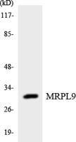 MRP-L9 Polyclonal Antibody