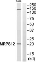 MRP-S12 Polyclonal Antibody