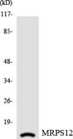 MRP-S12 Polyclonal Antibody