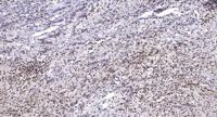 MRP-S12 Polyclonal Antibody
