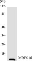 MRP-S16 Polyclonal Antibody