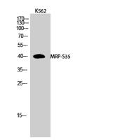 MRP-S35 Polyclonal Antibody