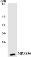 MRP-S36 Polyclonal Antibody