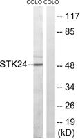 MST-3 Polyclonal Antibody