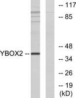 MSY2 Polyclonal Antibody