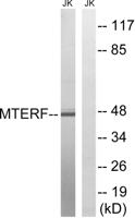 mTERF Polyclonal Antibody