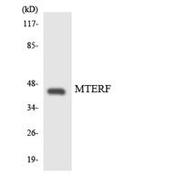 mTERF Polyclonal Antibody