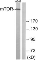 mTOR Polyclonal Antibody