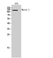 Mucin 1 Polyclonal Antibody