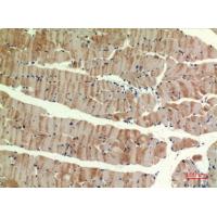 MYH-pan Polyclonal Antibody