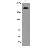 MYH-pan Polyclonal Antibody