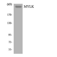 MYLK Polyclonal Antibody