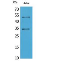 MyoD Polyclonal Antibody