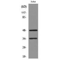 MyoD Polyclonal Antibody