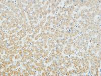Myogenin Polyclonal Antibody
