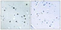 Myosin Id Polyclonal Antibody