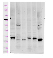 Myp Polyclonal Antibody