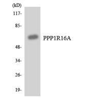 MYPT3 Polyclonal Antibody