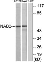 NAB2 Polyclonal Antibody
