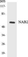 NAB2 Polyclonal Antibody