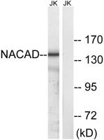 NACAD Polyclonal Antibody
