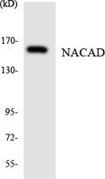 NACAD Polyclonal Antibody
