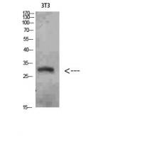 Nanos Homologue 1 (NANOS1) Polyclonal Antibody
