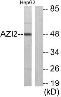 Nap1 Polyclonal Antibody