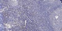 Nap1 Polyclonal Antibody