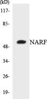 NARF Polyclonal Antibody