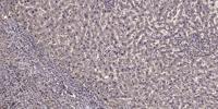 NARF Polyclonal Antibody
