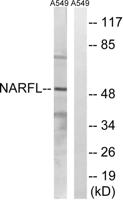NARFL Polyclonal Antibody
