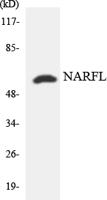 NARFL Polyclonal Antibody
