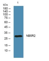NB5R2 Polyclonal Antibody
