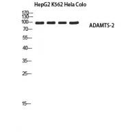 ADAMTS-2 Polyclonal Antibody
