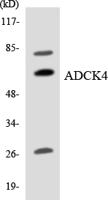 ADCK4 Polyclonal Antibody