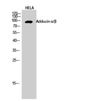 Adducin α/β Polyclonal Antibody