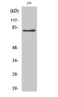 Adducin β Polyclonal Antibody