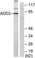 Adducin β Polyclonal Antibody