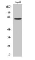 Adducin γ Polyclonal Antibody