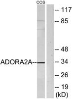 Adenosine A2A-R Polyclonal Antibody
