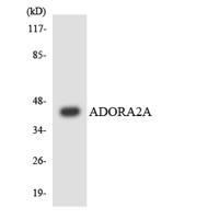 Adenosine A2A-R Polyclonal Antibody