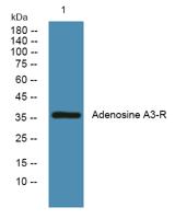 Adenosine A3-R Polyclonal Antibody