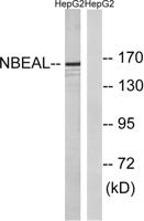 NBEAL1 Polyclonal Antibody
